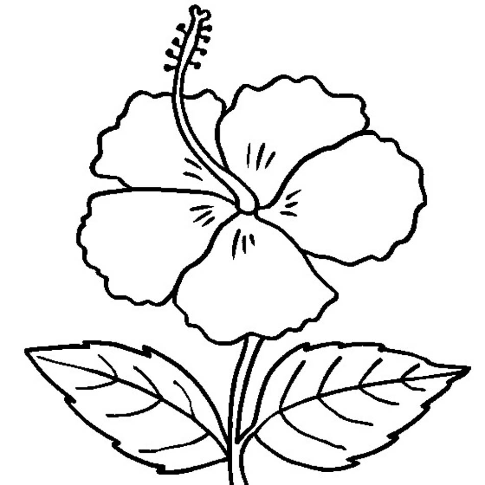 Coloring Pages Free Printable Hibiscus Coloring Pages