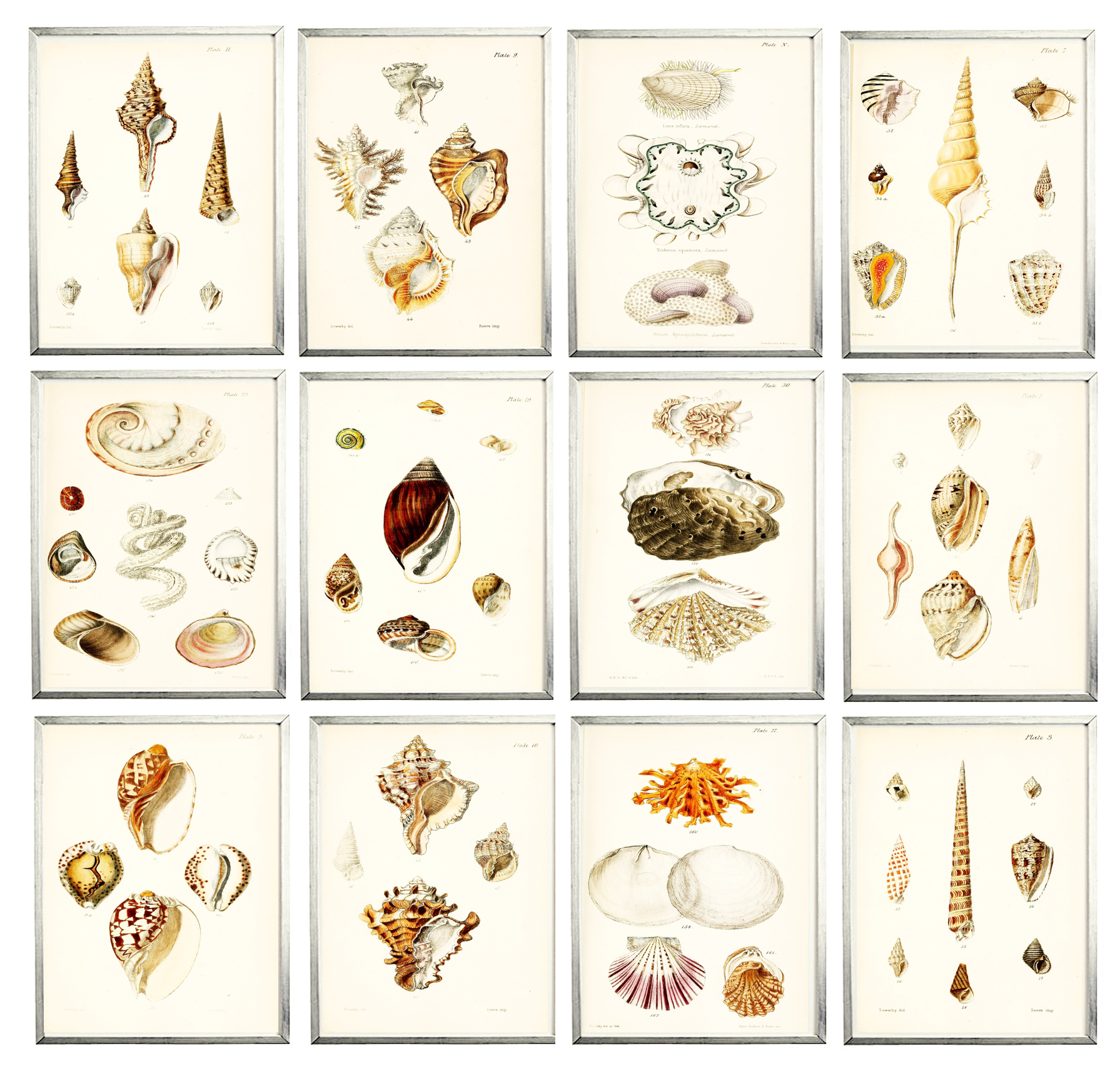 Free Printable Seashell Art Simply Made By Rebecca