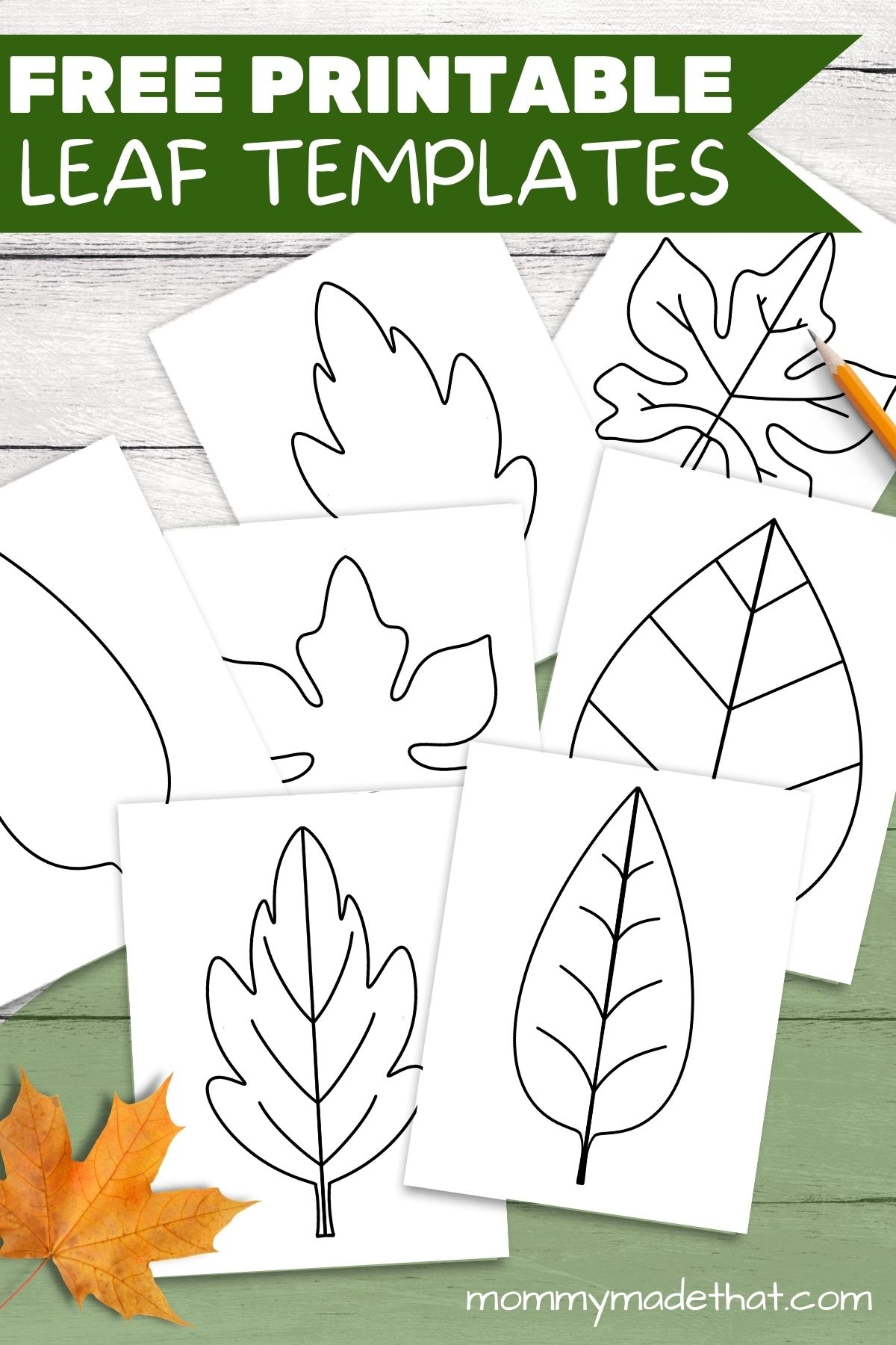 Leaf Template Printable Leaf Templates Worksheets Library