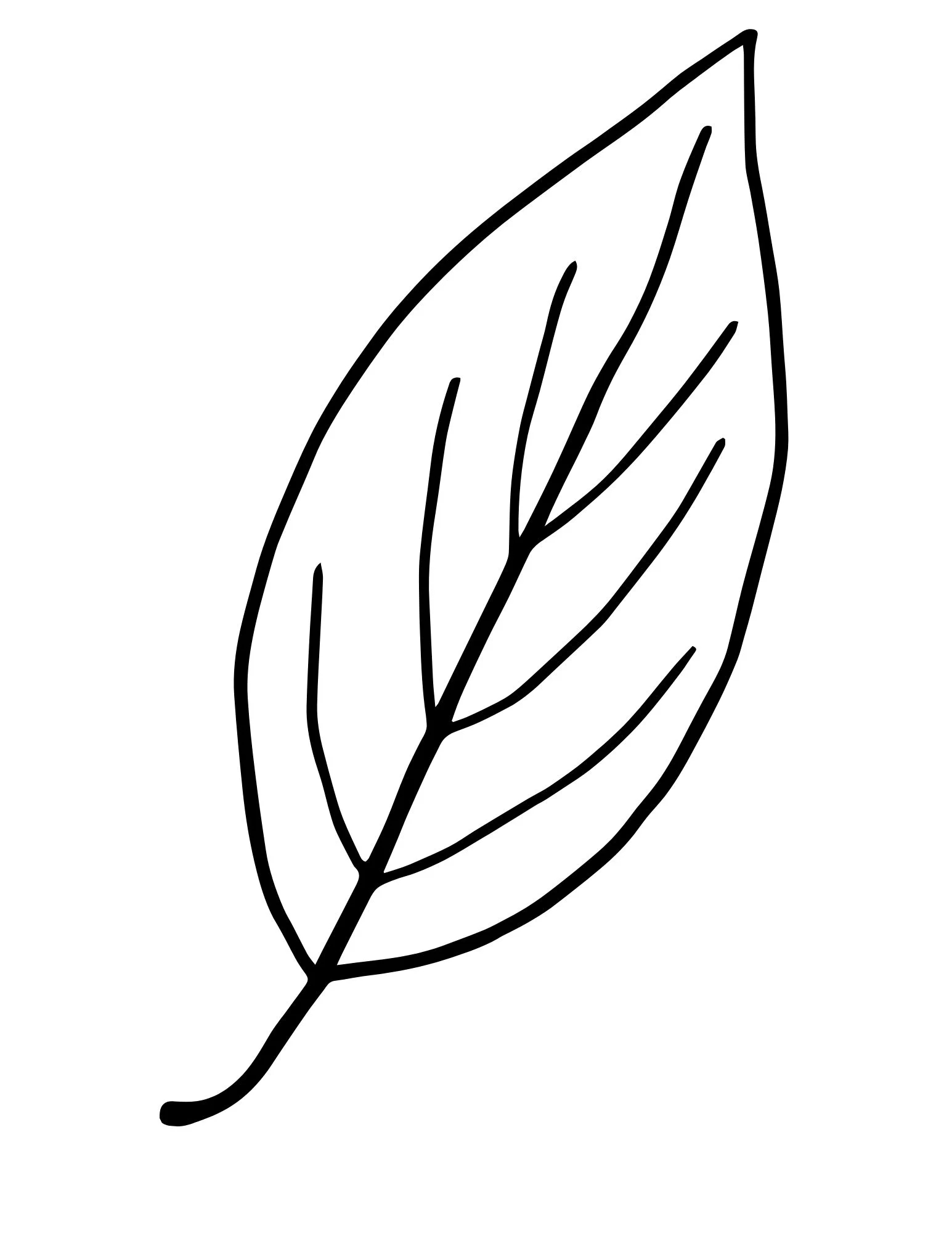 Printable Leaf Outline Templates Crafty Morning